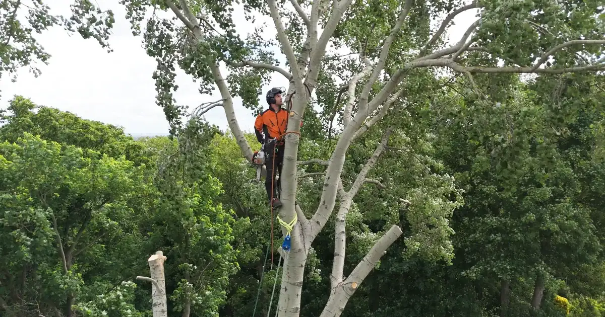 Professional tree surgery services in Norwich, Norfolk