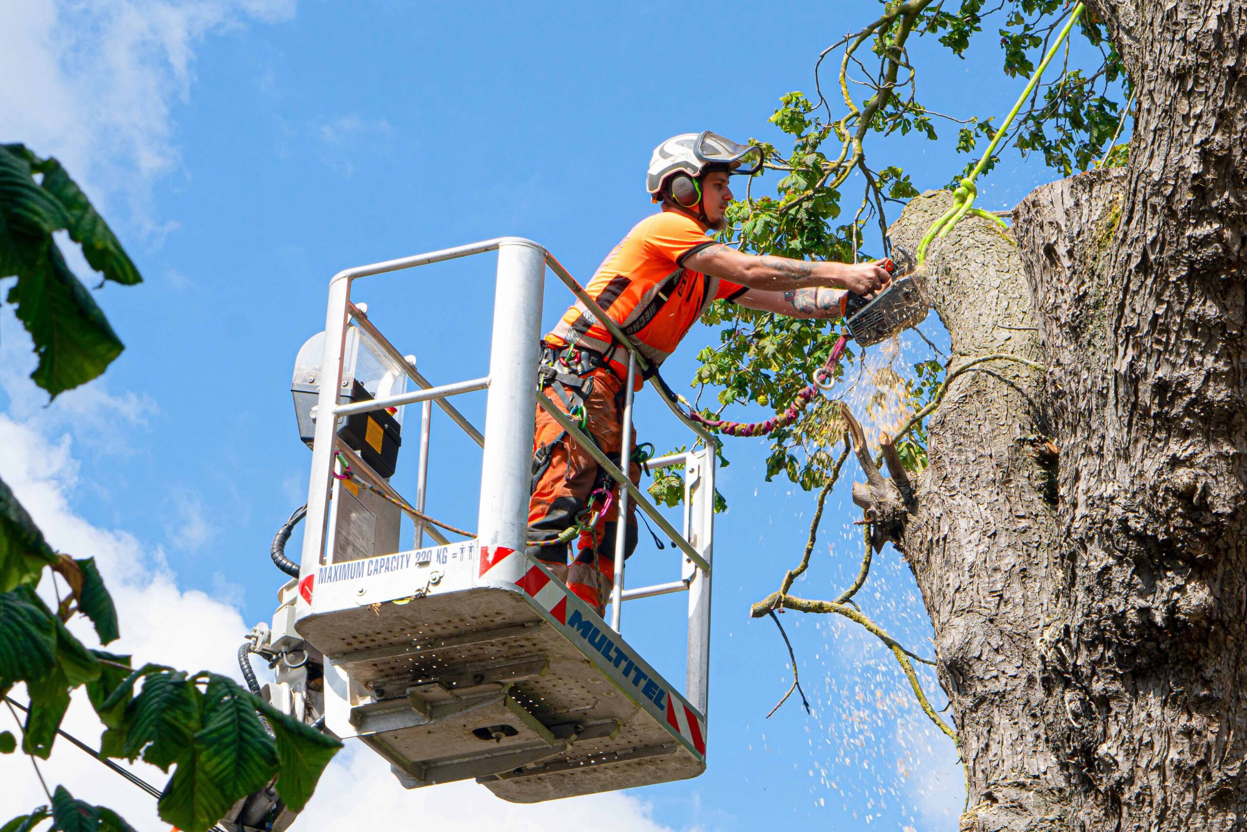 Tree Maintenance