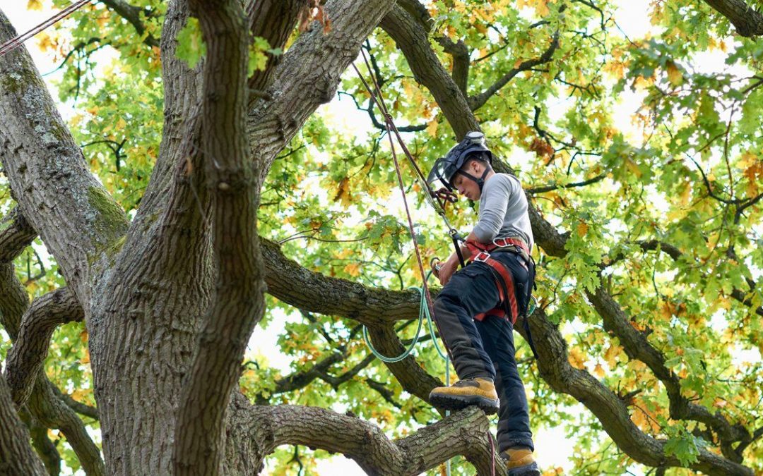 Tree Pruning & Shaping